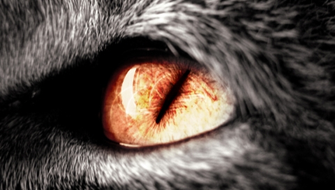 cat27s_eye_red.jpg
